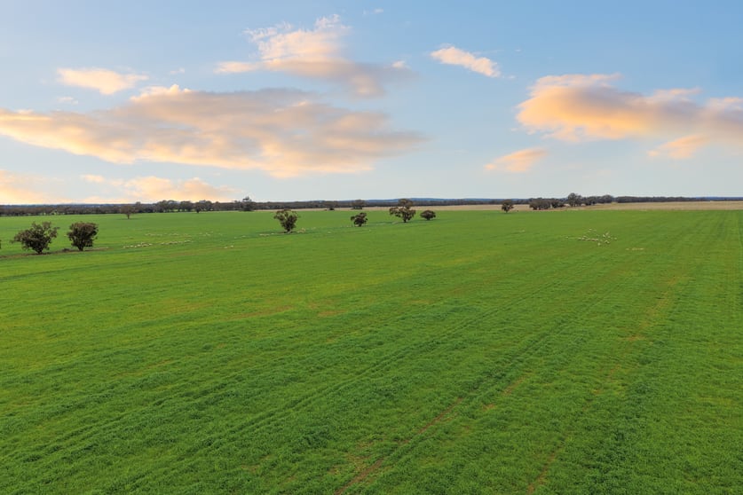 Click to view all images 679 Bellarwi Road West Wyalong NSW 2671 - Image 2