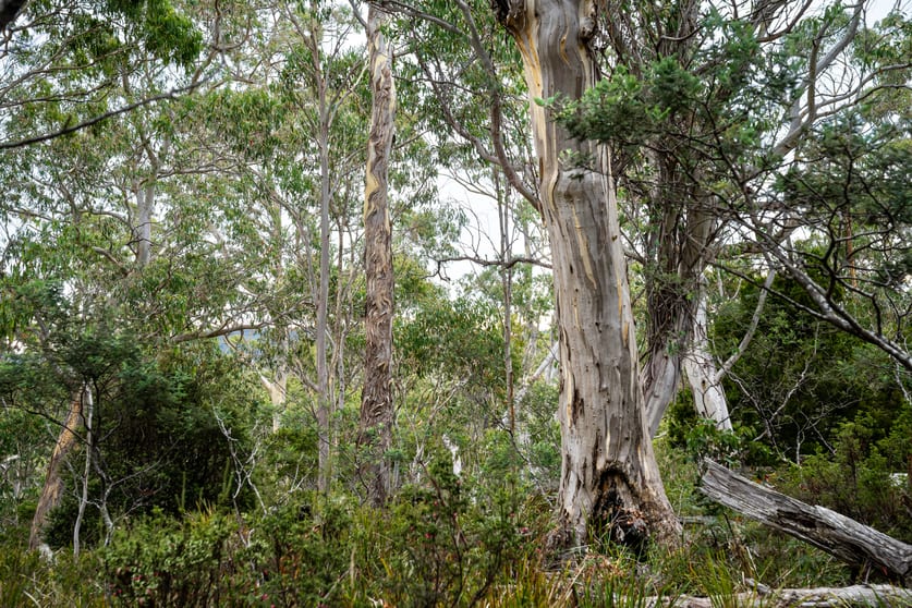 Click to view all images 'Hardings Bay Retrea Lake Leake Road Lake Leake TAS 7210 - Image 2