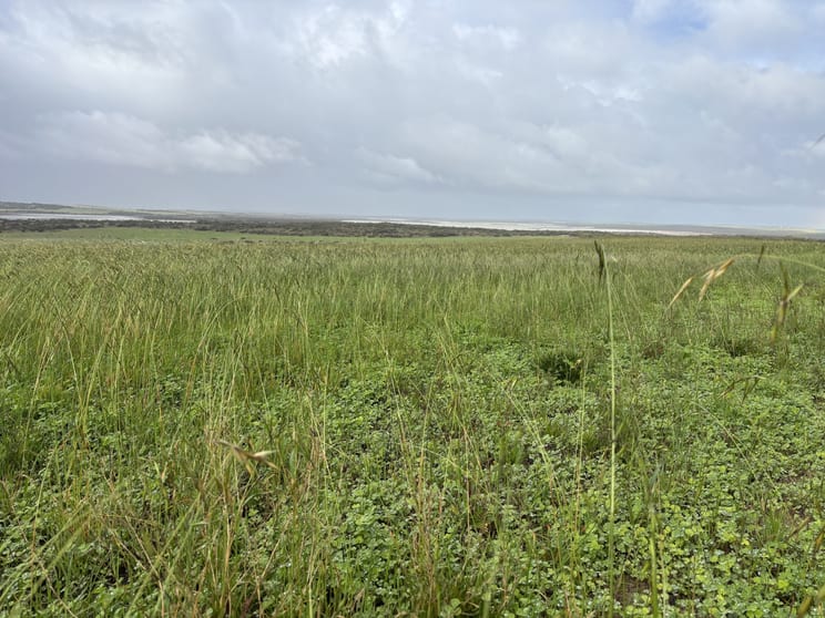 Click to view all images Lot 11 Sceale Bay Road Yanerbie SA 5680 - Image 3