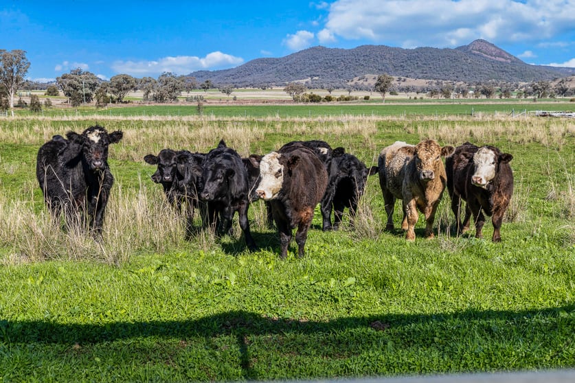 864 Kelsos Lane Tamworth NSW 2340 - Image 2