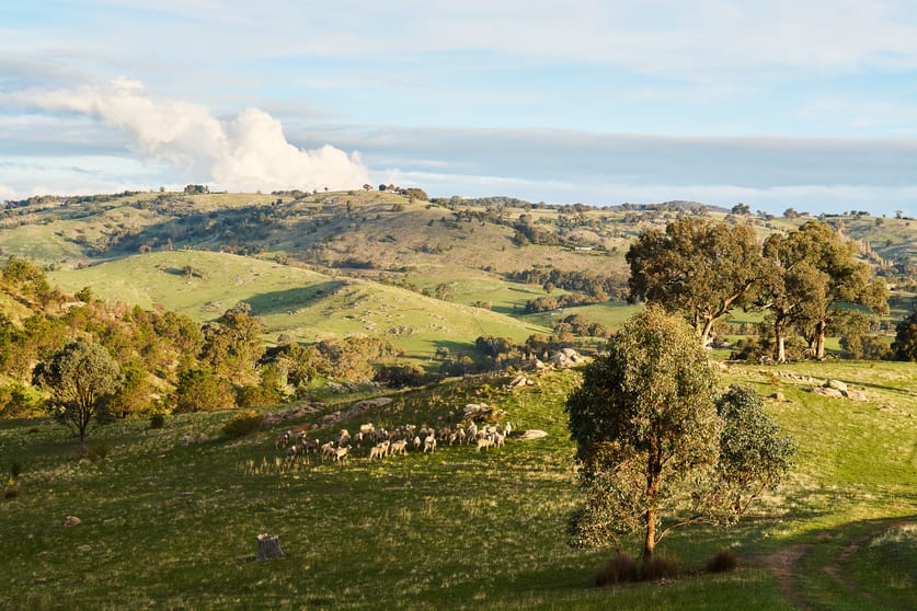 254 FERNHILLS ROAD Sheans Creek VIC 3666 - Image 1