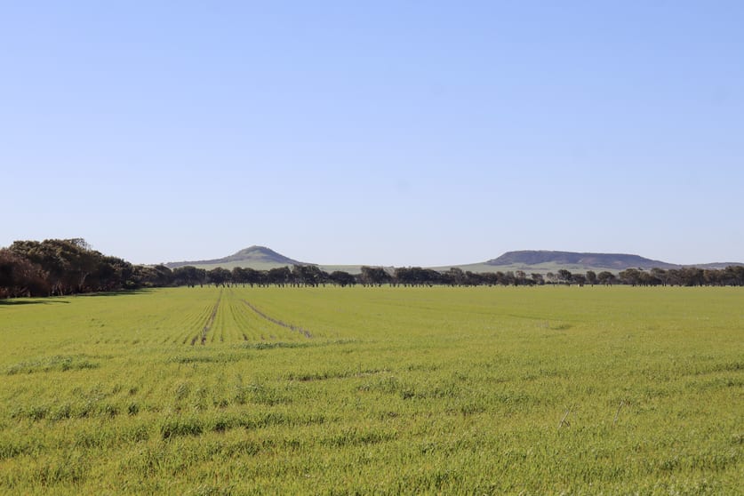 1724 Arthur Road Moonyoonooka WA 6532 - Image 3