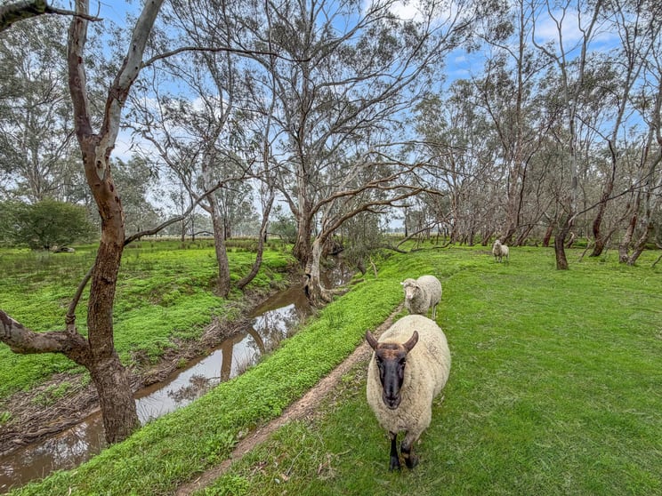 Click to view all images 20 Toohey Street Baddaginnie VIC 3670 - Image 3