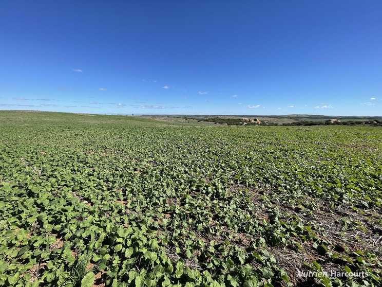 Click to view all images Lot 65 Forrester Road Mount Erin WA 6532 - Image 2