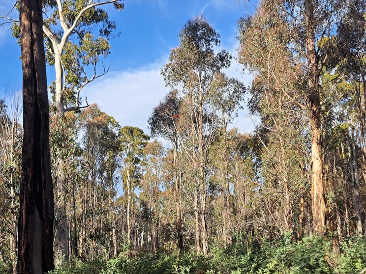 Click to view all images Lot 4 Waddamana Road Waddamana TAS 7030 - Image 1