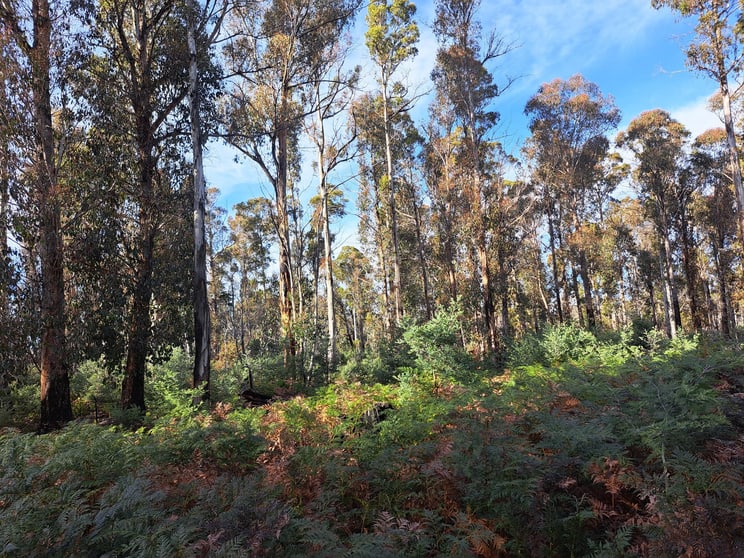 Click to view all images Lot 4 Waddamana Road Waddamana TAS 7030 - Image 3