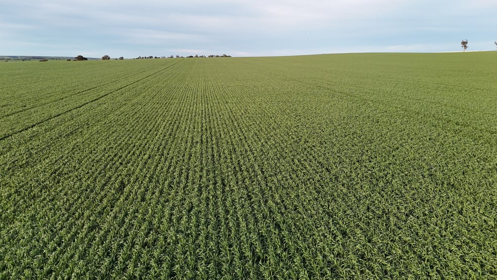Click to view all images 'Cavan Downs' Heaslip Highway Huddleston SA 5523 - Image 1