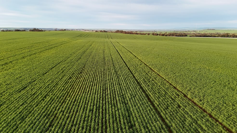 Click to view all images 'Cavan Downs' Heaslip Highway Huddleston SA 5523 - Image 2