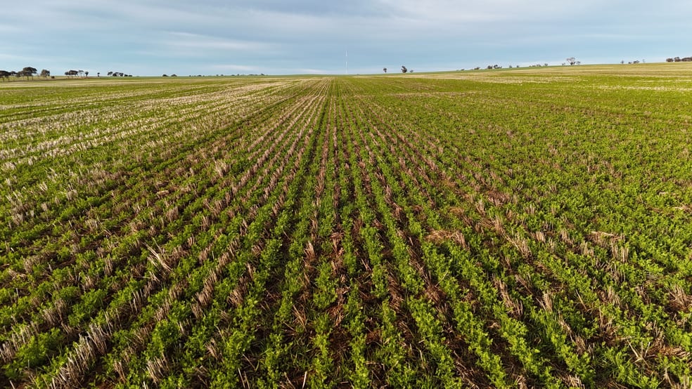 Click to view all images 'Cavan Downs' Heaslip Highway Huddleston SA 5523 - Image 3