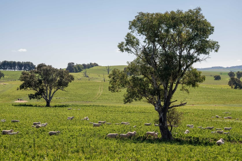 Click to view all images 264 Harrys Creek Road Boorowa NSW 2586 - Image 1