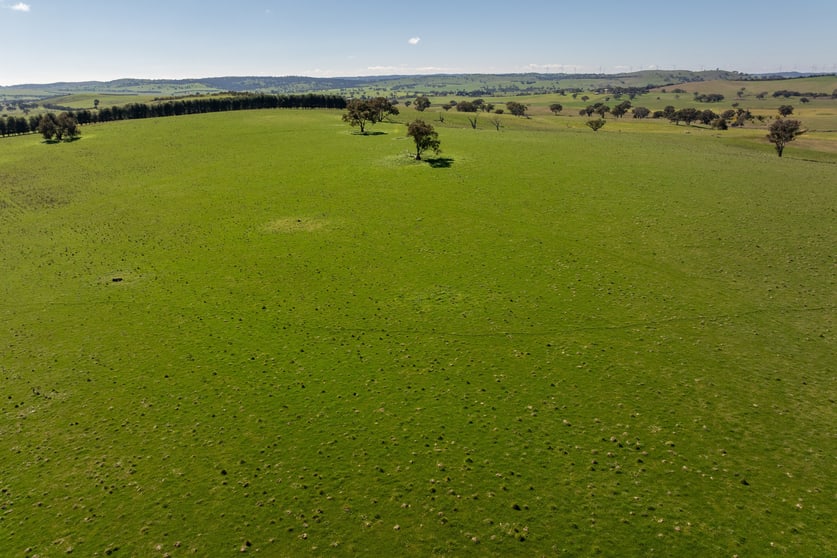 Click to view all images 264 Harrys Creek Road Boorowa NSW 2586 - Image 3