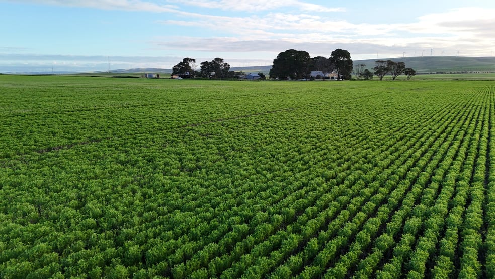 Click to view all images 'Illamatta' 946 Barunga East Road Burnsfield SA 5520 - Image 1
