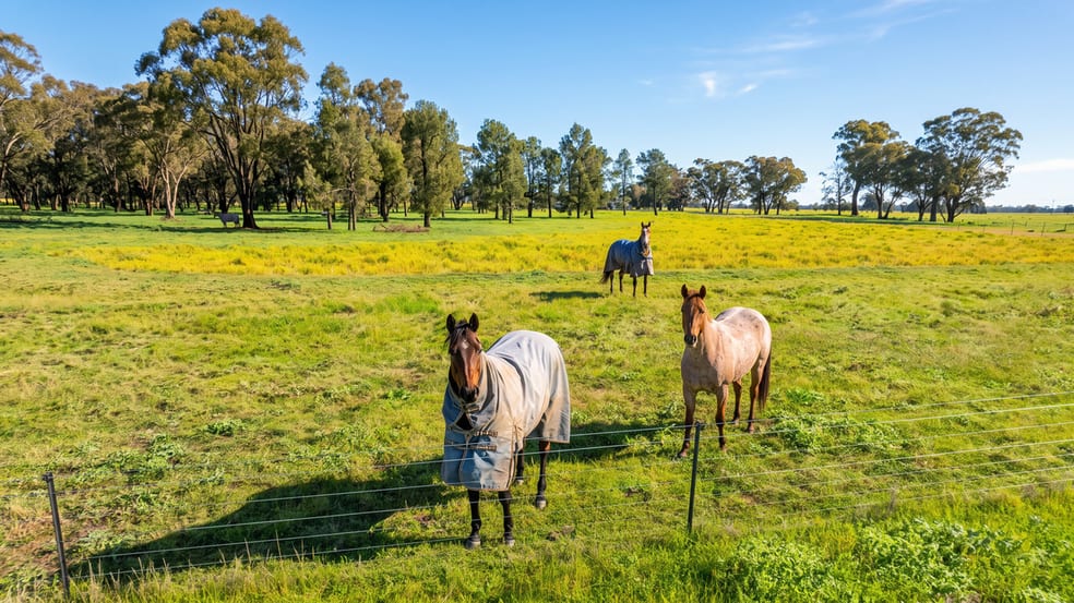 Click to view all images 245 Merri Meric Road Henty NSW 2658 - Image 3