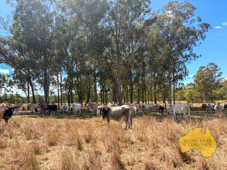 Branch Creek QLD 4625 - Image 2