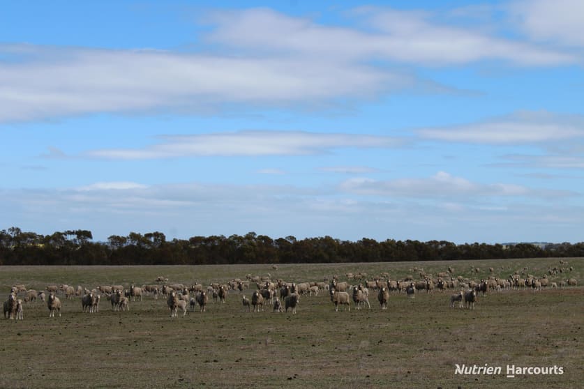 Click to view all images Lot 4031 Jackadine Farm Pingelly WA 6308 - Image 2