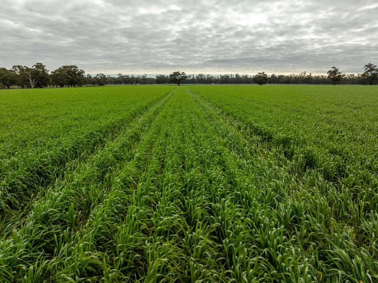 Click to view all images 7259 Sturt Highway Sandigo NSW 2700 - Image 2