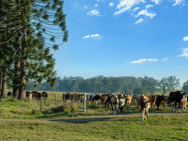 119 Duck Creek Road Duck Creek NSW 2469 - Image 2