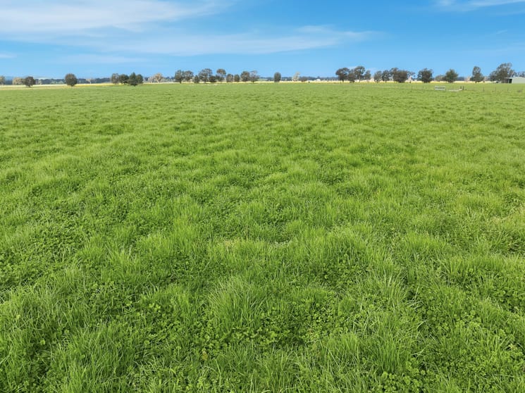 Click to view all images 697 Tallarook Road Cowra NSW 2794 - Image 3