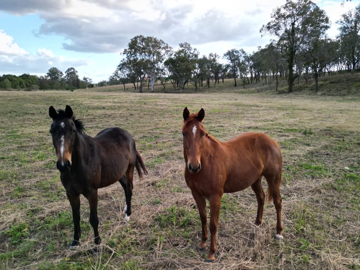 Click to view all images 4987 Cunningham Highway Warrill View QLD 4307 - Image 3