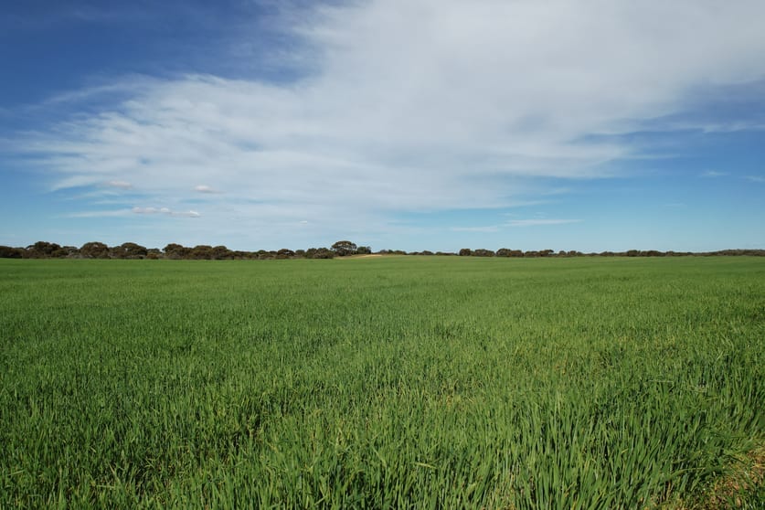 Click to view all images 1305 Charleson Road Sandalwood SA 5309 - Image 3