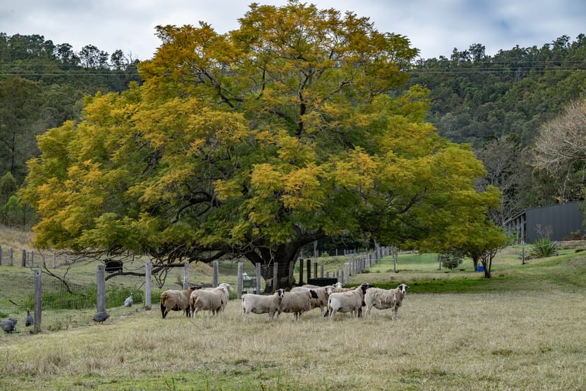 Click to view all images 279 Camp Creek Road Running Creek QLD 4287 - Image 2