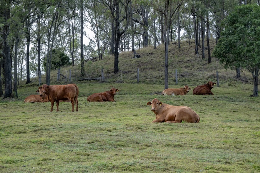 Click to view all images 279 Camp Creek Road Running Creek QLD 4287 - Image 3