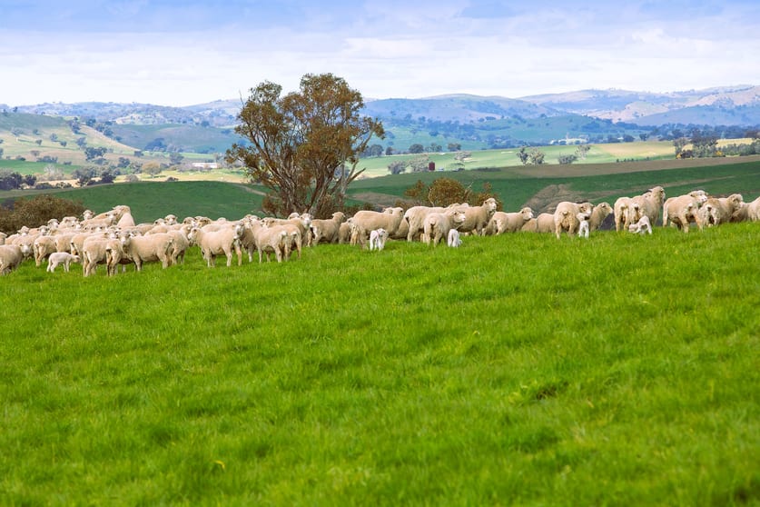 Click to view all images 146 Timaru Road Harden NSW 2587 - Image 2