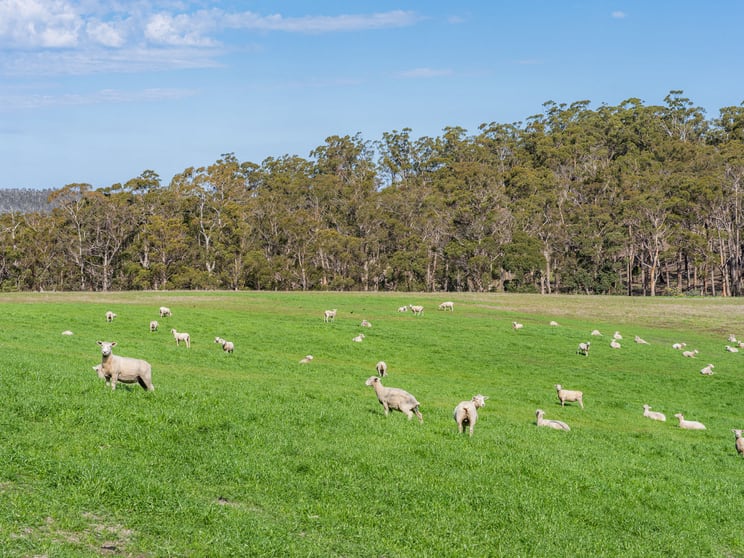 Click to view all images 492 Delmore Road Wattle Hill TAS 7172 - Image 3