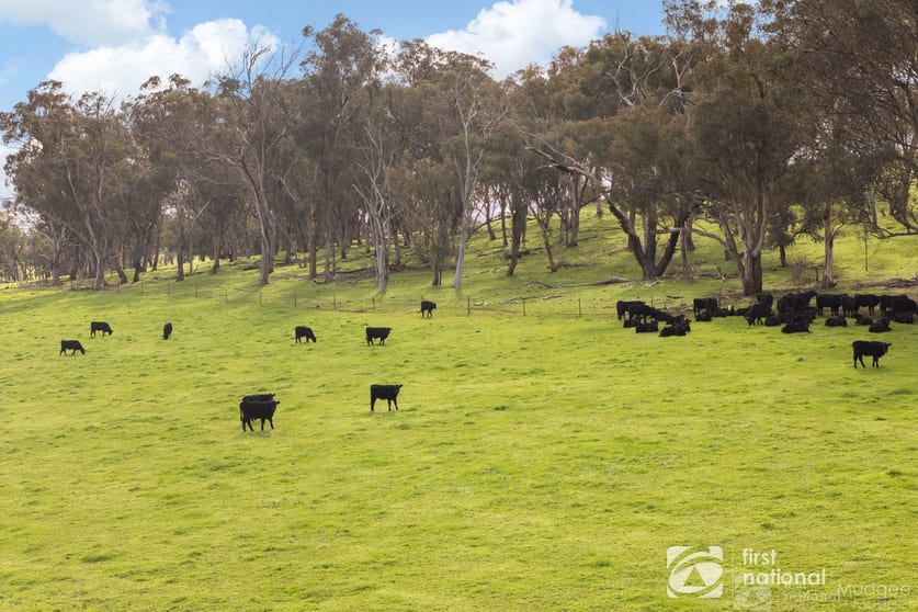 Click to view all images 294 Wollar Road Mudgee NSW 2850 - Image 3