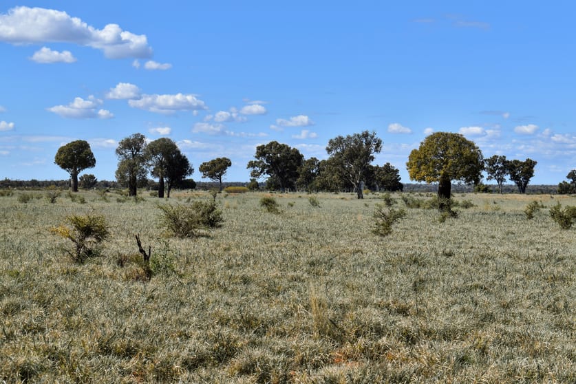 Click to view all images " Prairie" Augathella QLD 4477 - Image 2