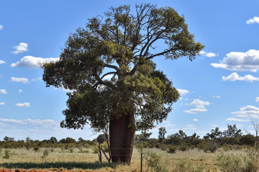 Click to view all images " Prairie" Augathella QLD 4477 - Image 3