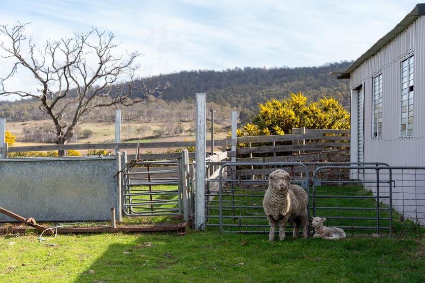 Click to view all images 'East Dundee' Stonehenge Road Whitefoord TAS 7120 - Image 3