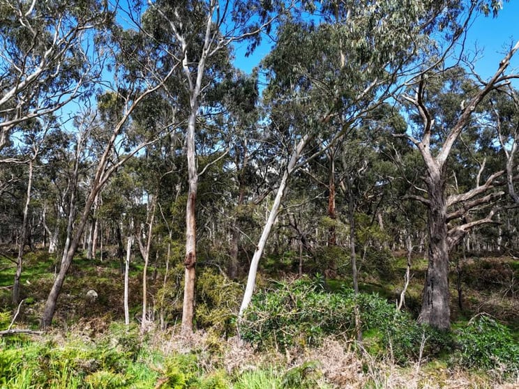 Click to view all images - Delaney's Road Buckley Swamp VIC 3301 - Image 3