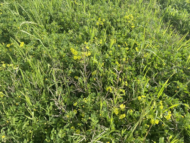 Lot 17 & 18 Kulkami Road Karoonda SA 5307 - Image 2
