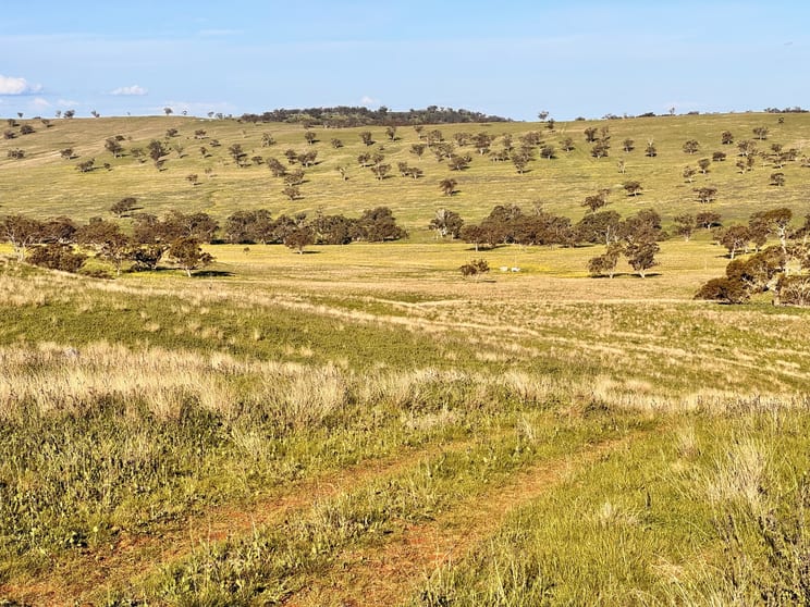 "Rangeview" 2541 Vinegaroy Road Cassilis NSW 2329 - Image 2