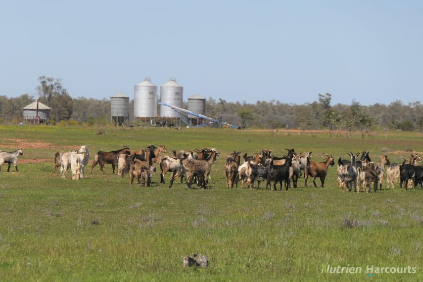 2488 Wilga Downs Road Cobar NSW 2835 - Image 1