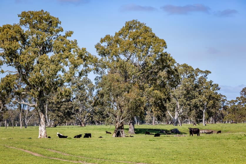 Click to view all images 3699 Casterton-Penola Road Lake Mundi VIC 3312 - Image 2