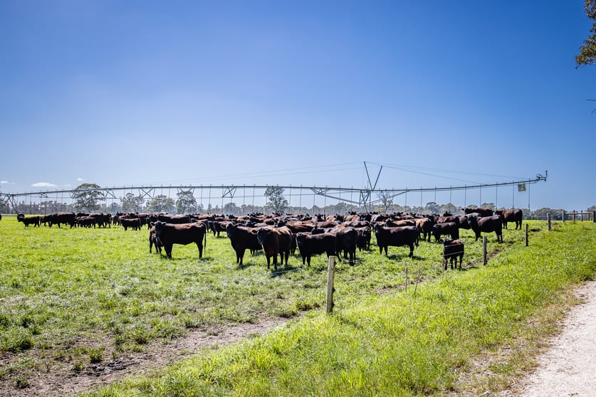 Click to view all images 3699 Casterton-Penola Road Lake Mundi VIC 3312 - Image 3