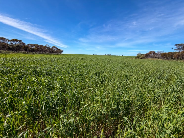 Lot 44 Birdseye Highway Murlong SA 5642 - Image 1