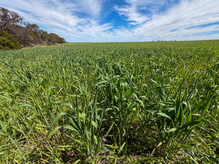 Lot 44 Birdseye Highway Murlong SA 5642 - Image 2