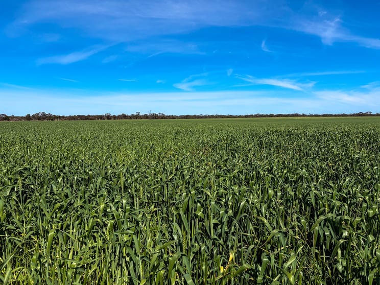 Lot 44 Birdseye Highway Murlong SA 5642 - Image 3