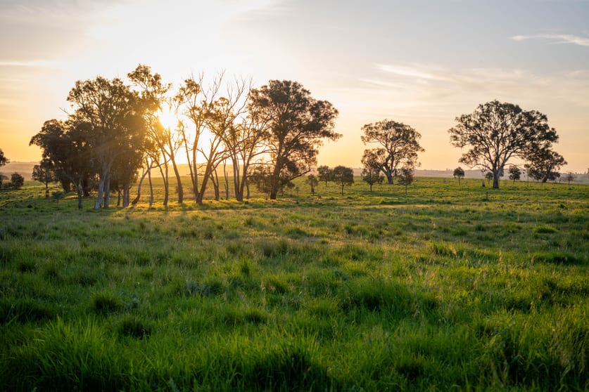 Click to view all images 713 Lachlan Valley Way Boorowa NSW 2586 - Image 1