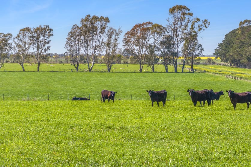 Click to view all images 416 Mortlake-Ararat Road Mortlake VIC 3272 - Image 2