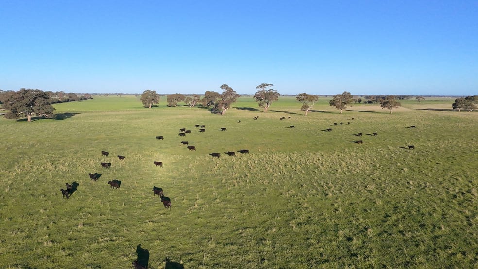 Click to view all images Lots 50 & 51 Old Kalangadoo Road Penola SA 5277 - Image 2