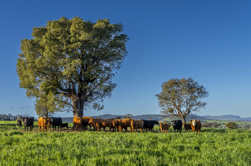 Click to view all images 291 Gundare Road Coolah NSW 2843 - Image 3