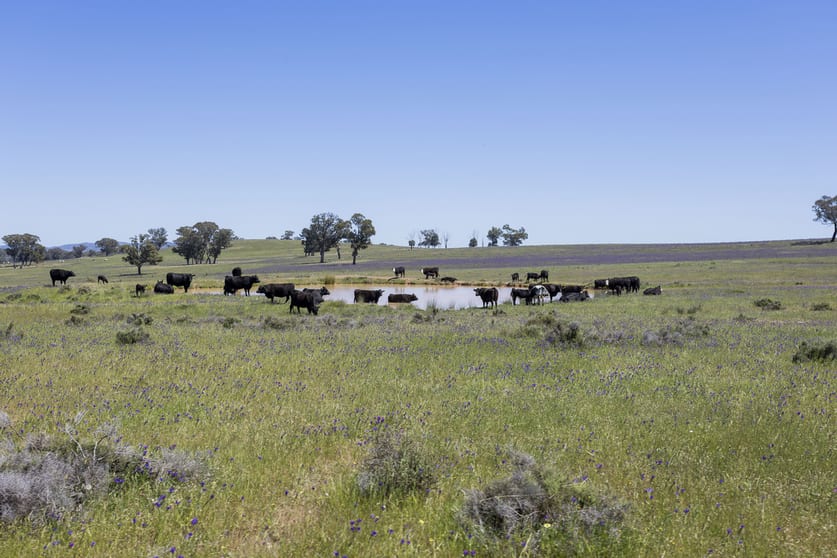 Click to view all images 3 Gooloogong Siding Road Gooloogong NSW 2805 - Image 1