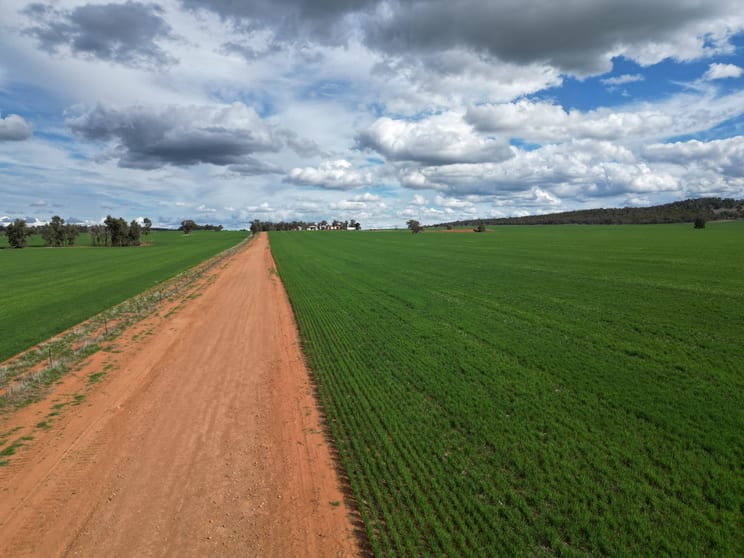 Click to view all images 1100 Jillett Road Ardlethan NSW 2665 - Image 3