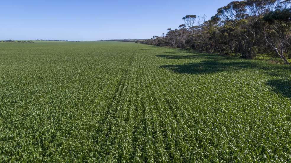 'Rudds' Allotment 81 Ardrossan Road Maitland SA 5573 - Image 2