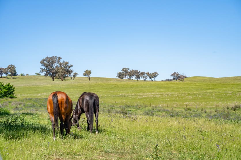 Click to view all images 2321 George Russell Drive Canowindra NSW 2804 - Image 2