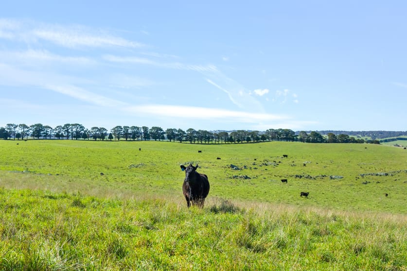 Click to view all images 1994 Range Road Goulburn NSW 2580 - Image 3